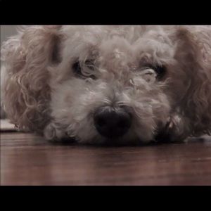 Meet your Posher, Elizangela